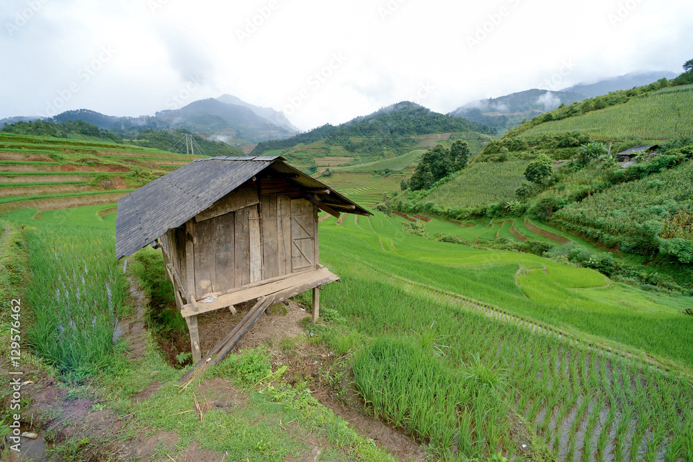 hut and Green Terraced