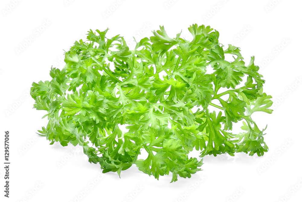 Fresh parsley isolated on white background
