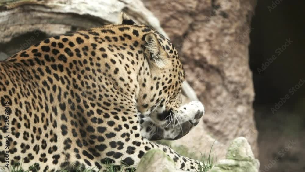 A leopard licks legs in super slow motion A leopard licks legs in super slow motion