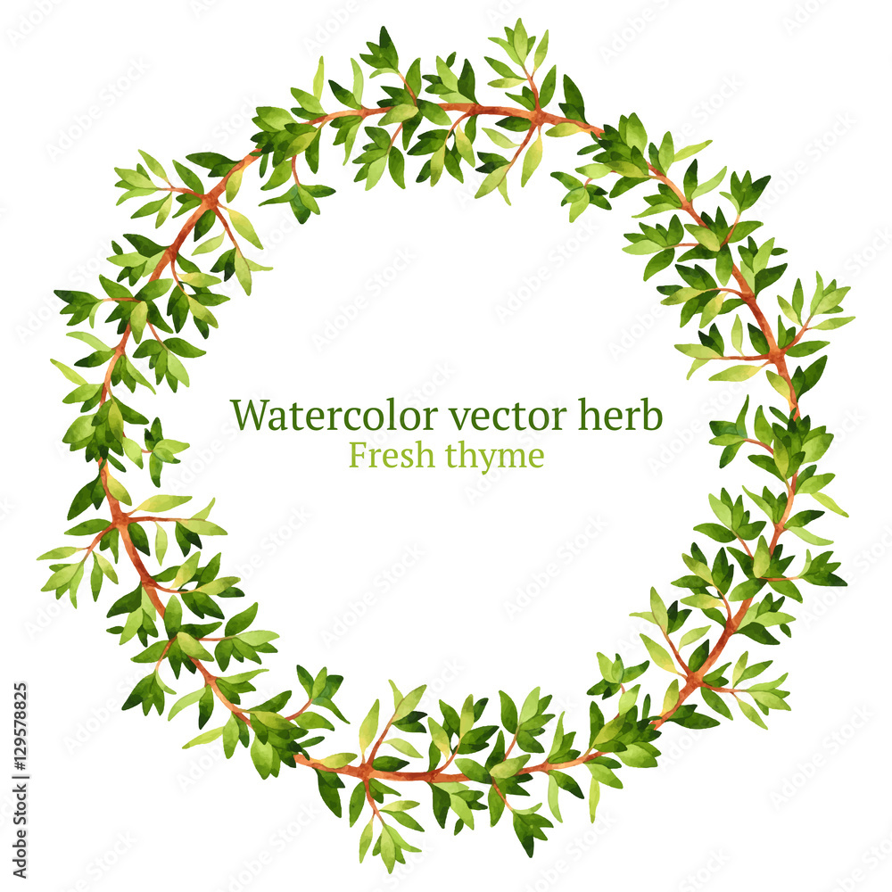 Watercolor vector wreath with thyme