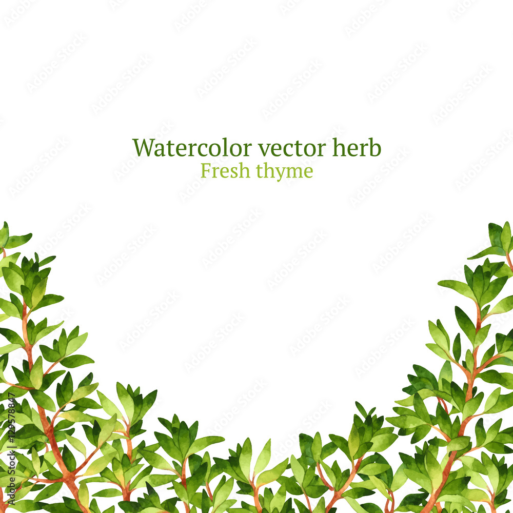 Watercolor vector frame with thyme