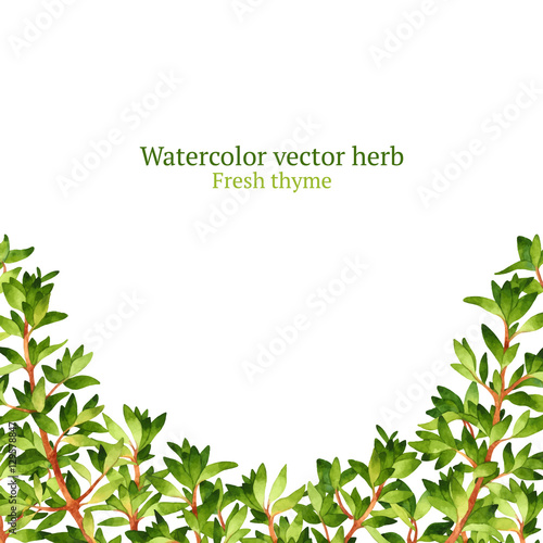 Watercolor vector frame with thyme