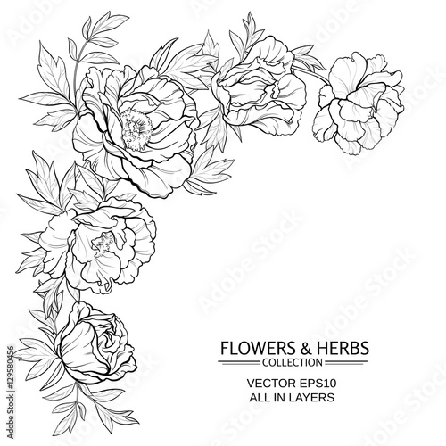 peonies vector illustration