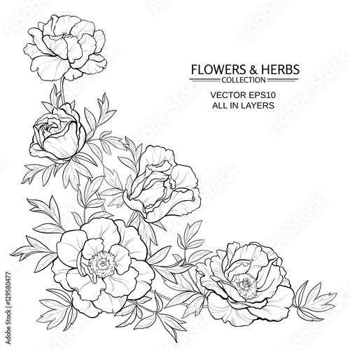 peonies vector illustration