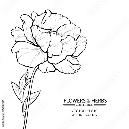 peony vector illustration