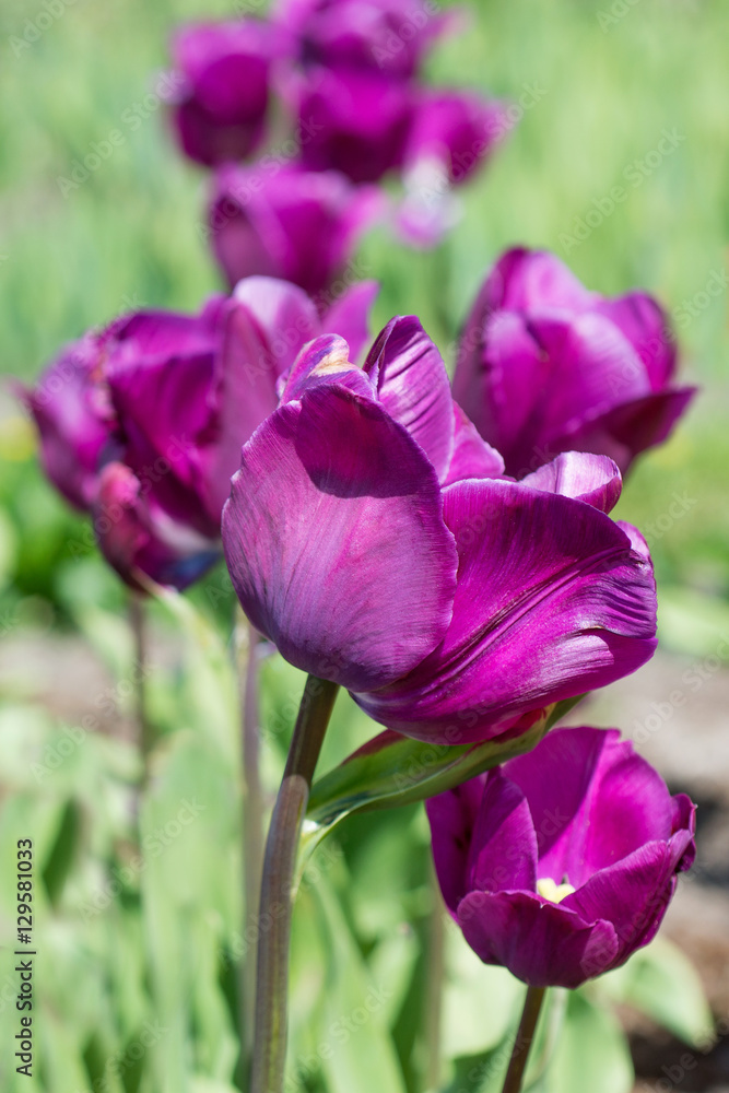 Blooming tulips in spring Blooming tulips in spring