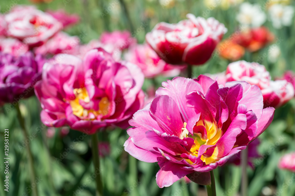 Flowers pink tulips in the garden