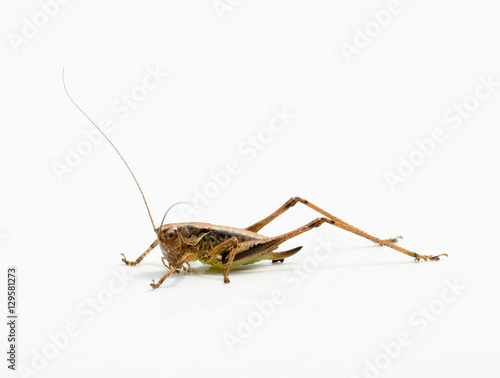 Grasshopper © nehls16321