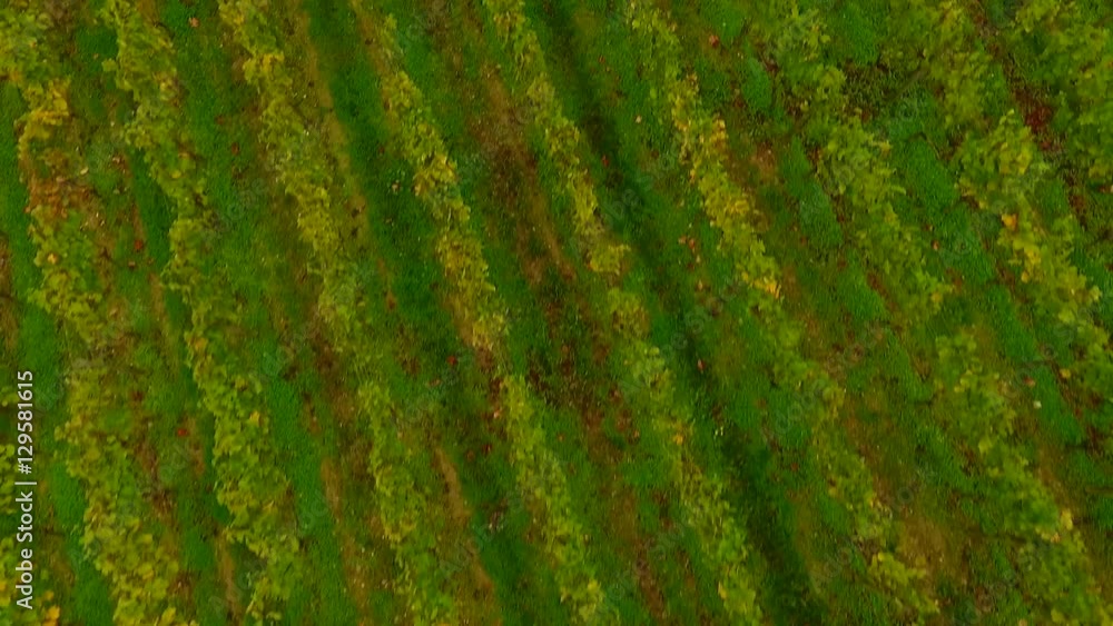 Bordeaux vineyards, Saint-Emilion, in Aquitaine area of the Gironde department, France, Europe, Aerial View Bordeaux vineyards, Saint-Emilion, in Aquitaine area of the Gironde department, France, Europe, Aerial View