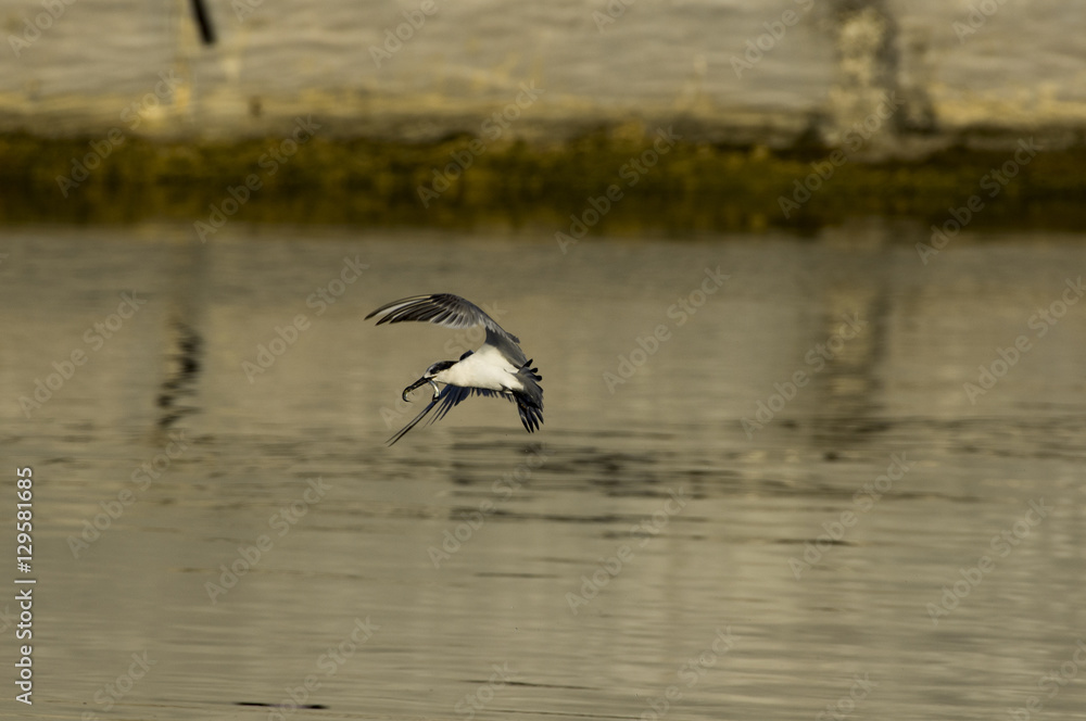 Naklejka premium Sandwich tern