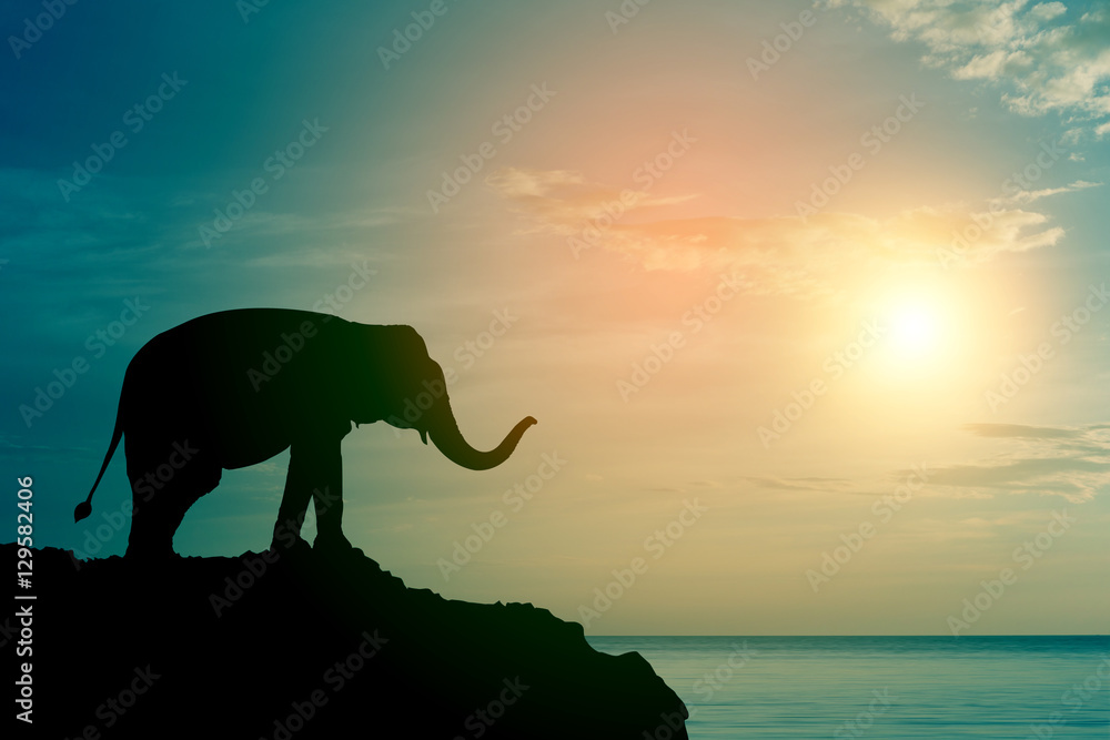 Fototapeta premium Elephant silhouette at sea (sunset time)