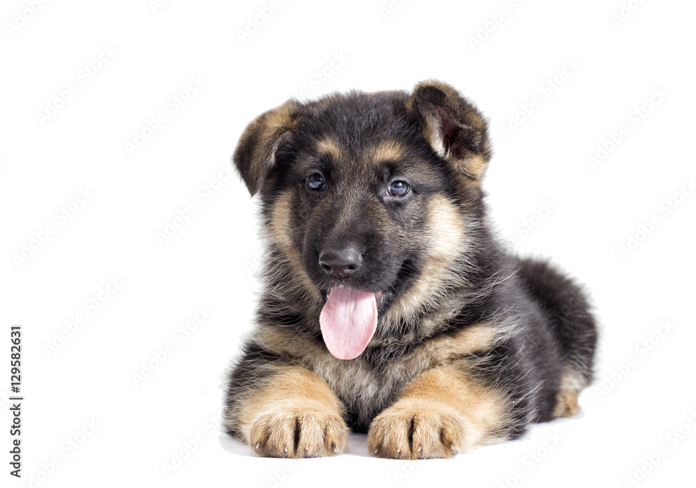 puppy on a white background
