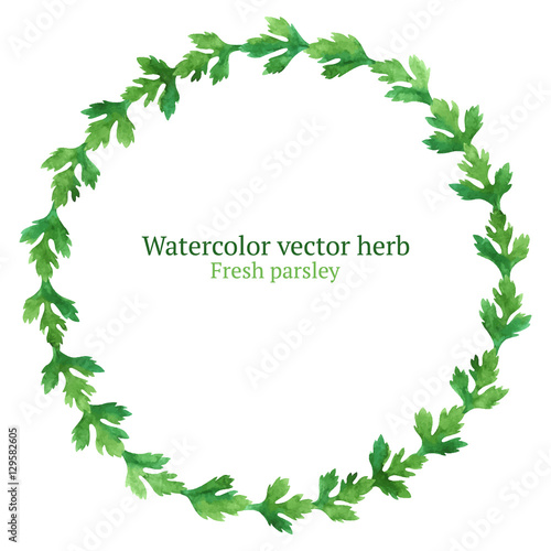 Watercolor vector wreath with parsley