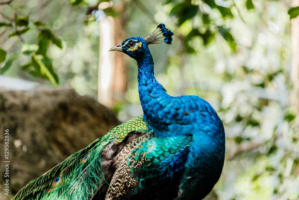 Obraz premium Beautiful male peacock close-up portrait. Horizontal