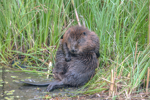 cool fun beaver