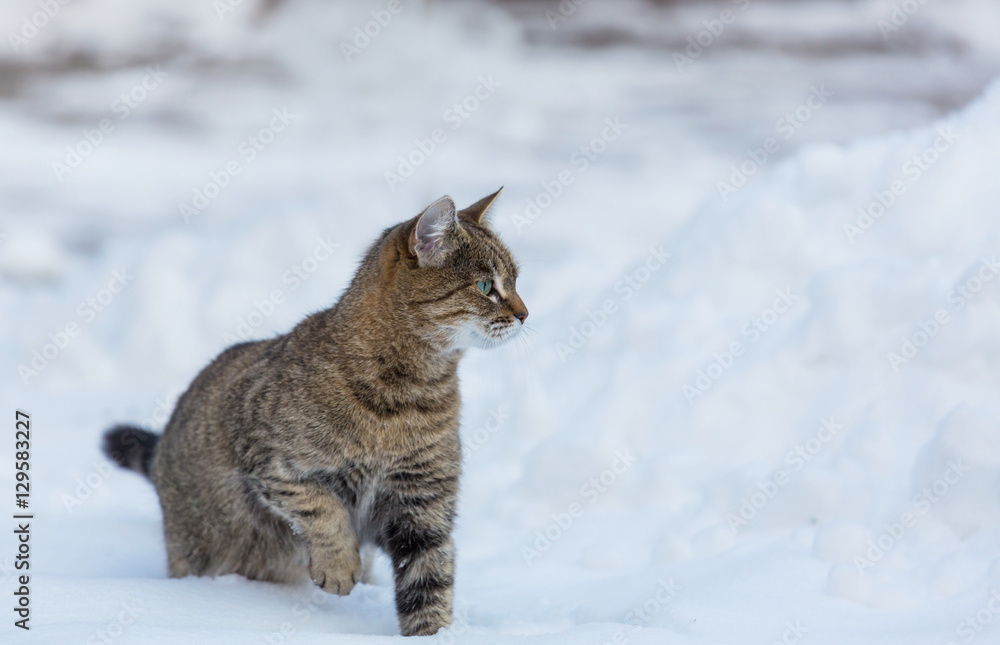 Cat in snow Cat in snow