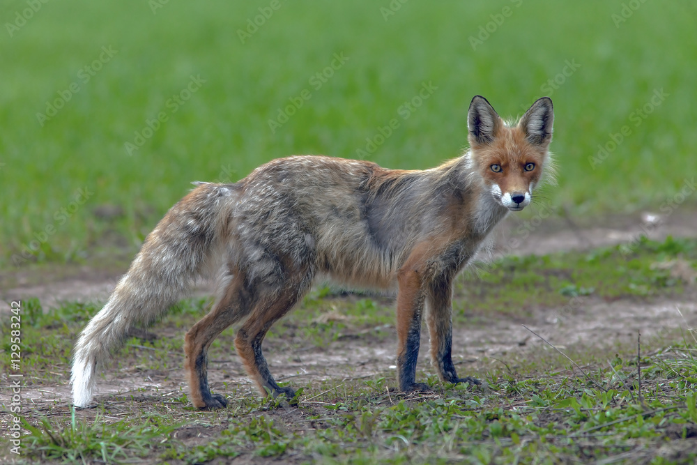 skinny redhead fox