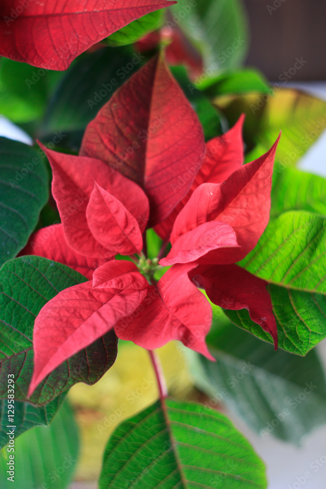 Christmas Poinsettia - kind of christmas home plant. red poinsettia leaves and flowers Christmas Poinsettia - kind of christmas home plant. red poinsettia leaves and flowers