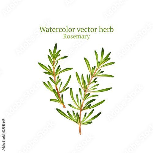 Watercolor vector rosemary