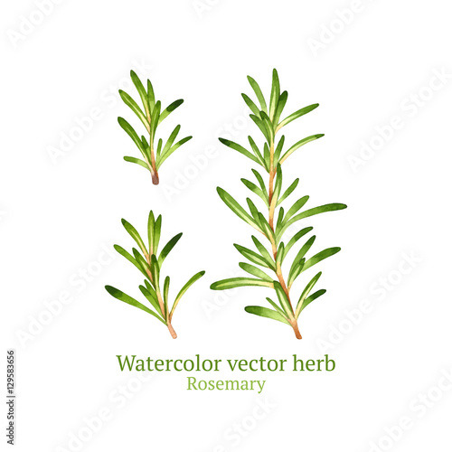 Watercolor vector rosemary