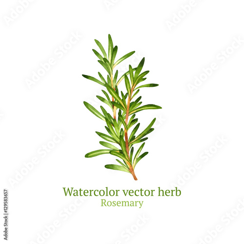 Watercolor vector rosemary