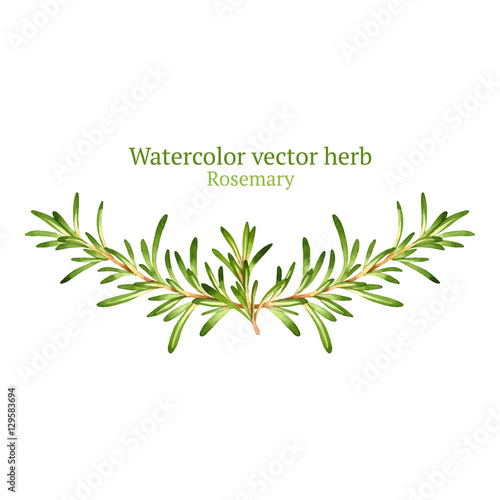 Watercolor vector vignette with rosemary