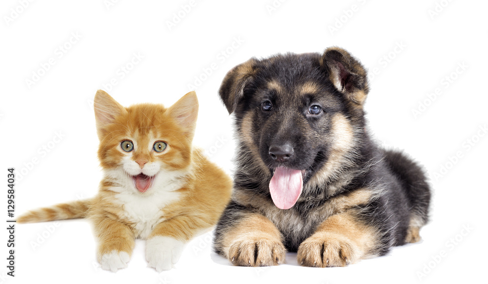 Puppy and kitten on a white background Puppy and kitten on a white background