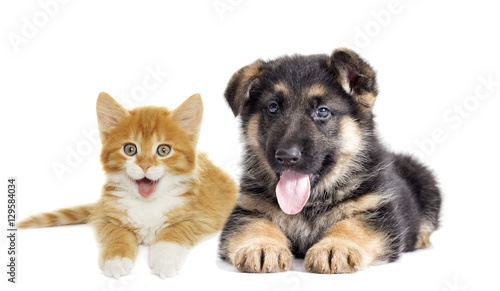 Puppy and kitten on a white background © Happy monkey