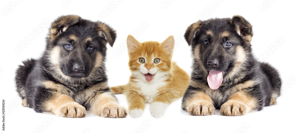 Puppy and kitten on a white background