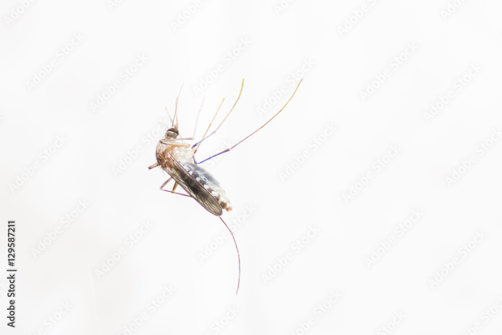 Mosquito on white background Mosquito on white background