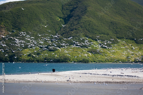 A bears o a blue lake. Kamchatka. photo