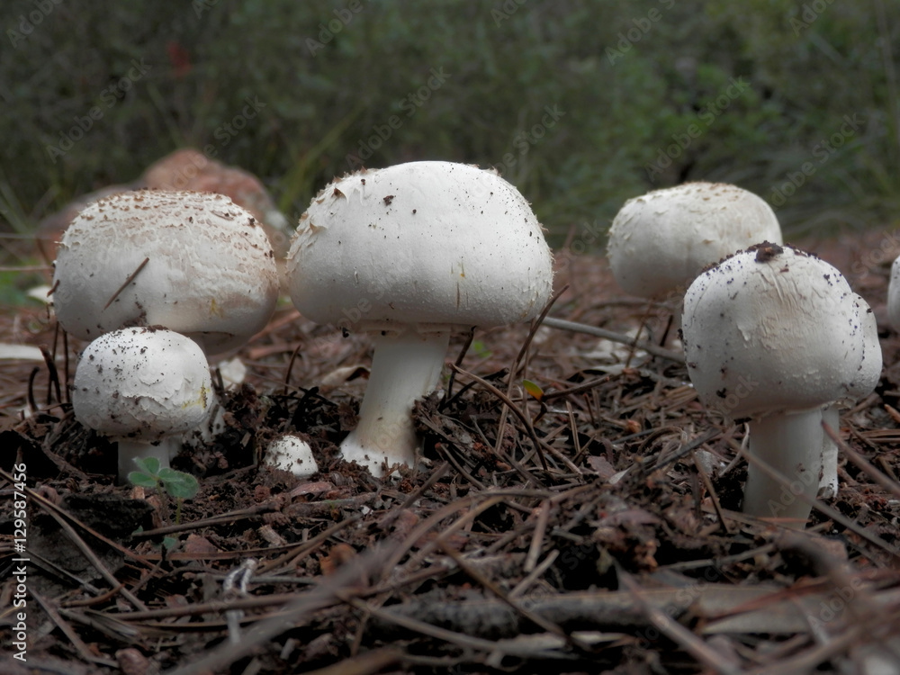 funghi funghi