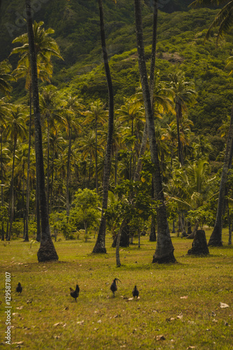 palmiers et verdure photo