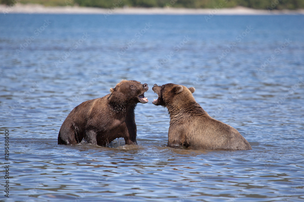Fototapeta premium wild brown bears growls fights