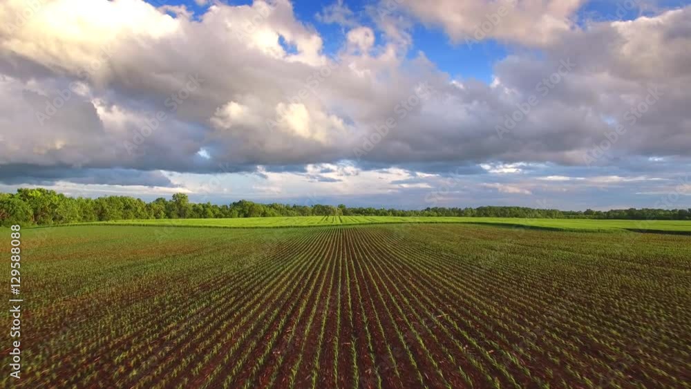 Young corn field transitions to winter wheat, under dramatic skies, aerial view.
Young corn field transitions to winter wheat, under dramatic skies, aerial view.