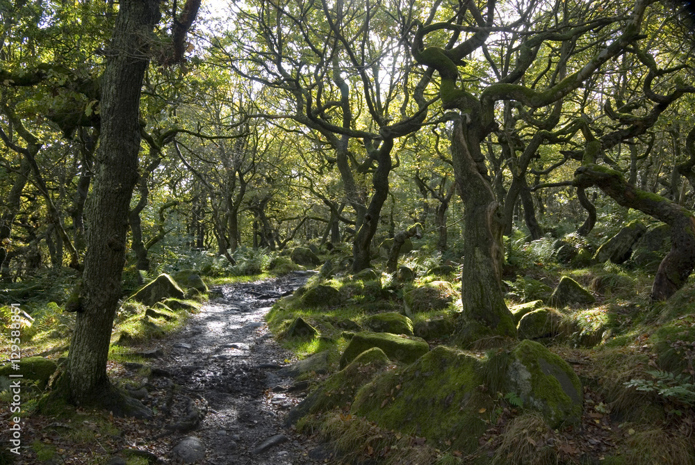 Twisted trees on the Longshaw Estate, Peak District, UK Twisted trees on the Longshaw Estate, Peak District, UK