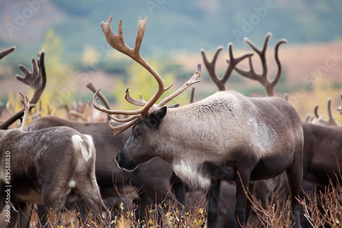 close up reindeer caribou with beautiful horns on a background caribou herd photo