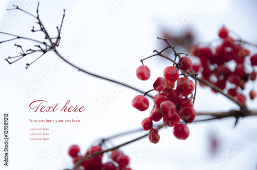 Vogelbeeren, Rote Beeren Hintergrund