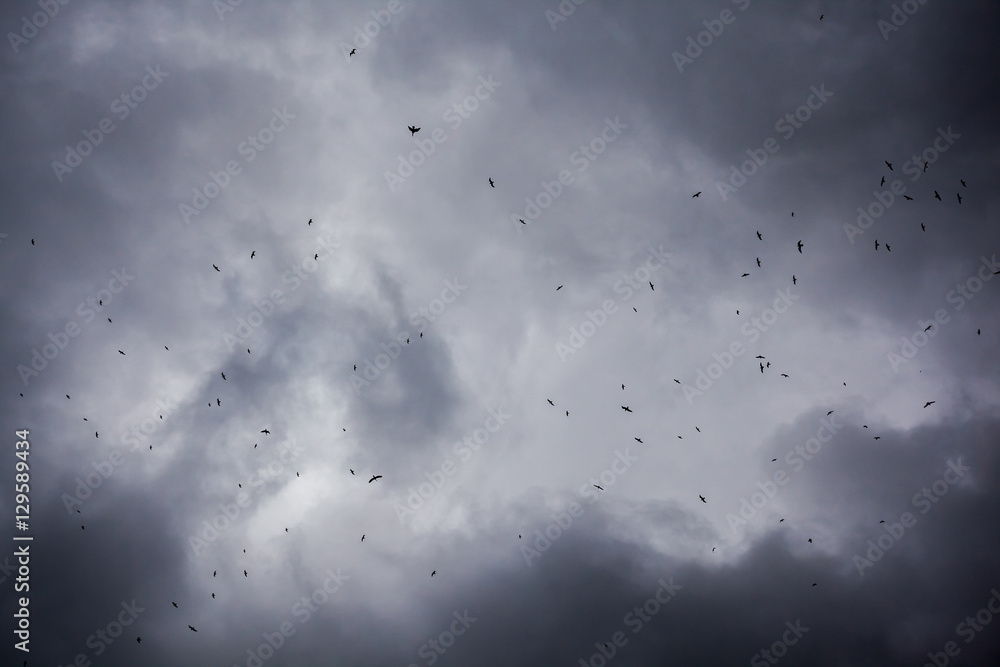 Fototapeta premium Birds flying in the stormy clouds sky