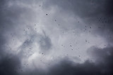 Birds flying in the stormy clouds sky