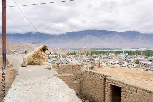 Dog with landscape view photo