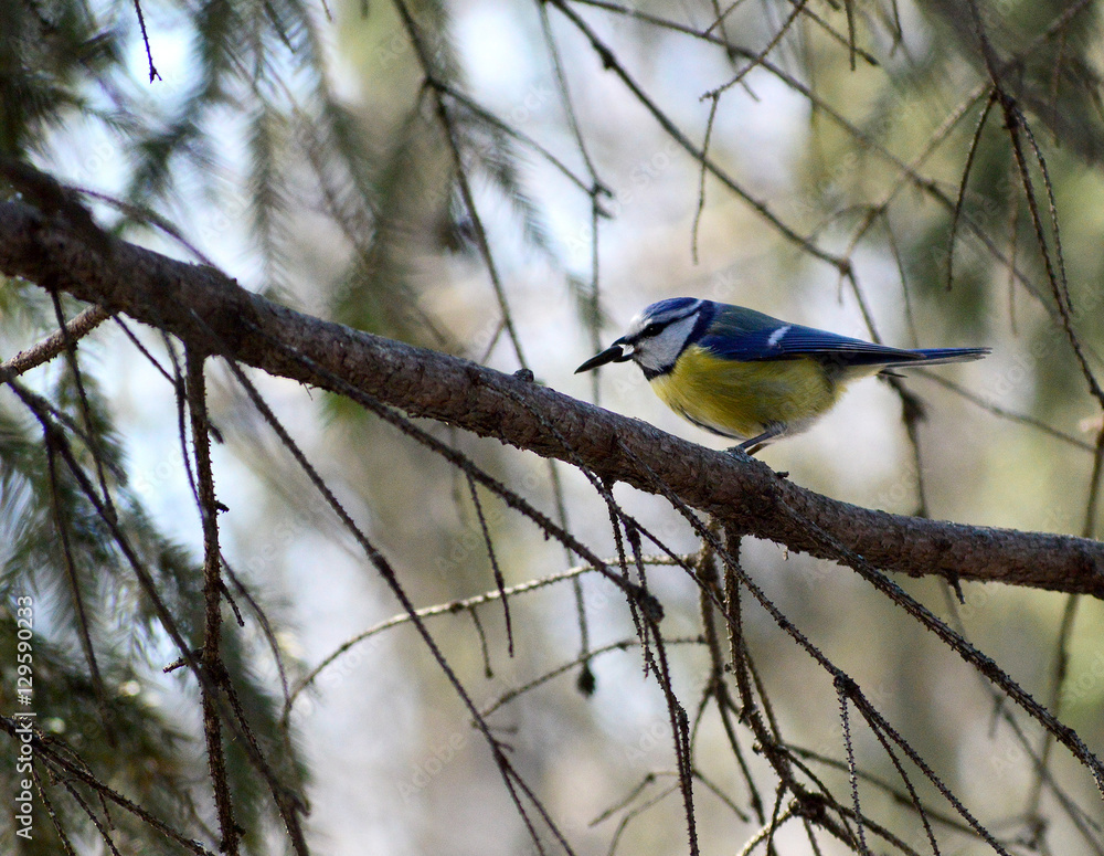 Fototapeta premium синичка невеличка