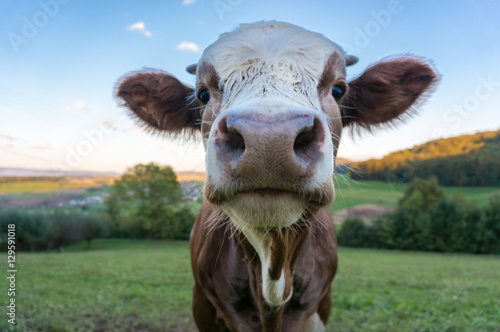 Curious cow