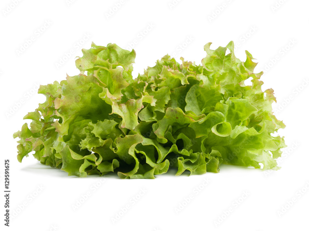 Green fresh curly lettuce salad leaves isolated on white background Green fresh curly lettuce salad leaves isolated on white background