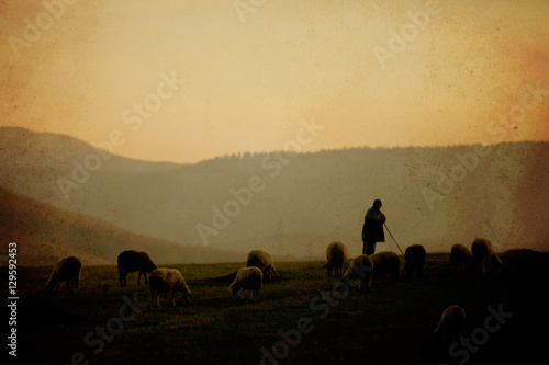 Slika na platnu vintage sheep background