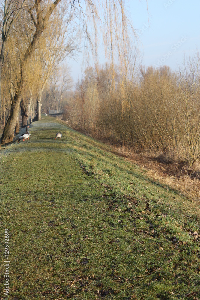 Landscape with weeping willows