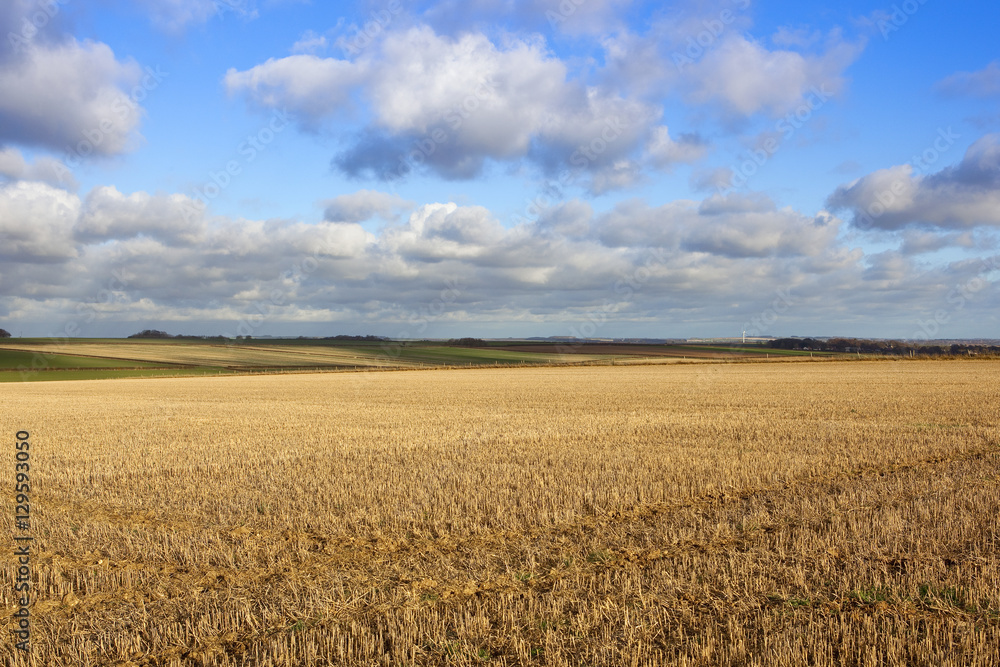 Fototapeta premium agricultural environment