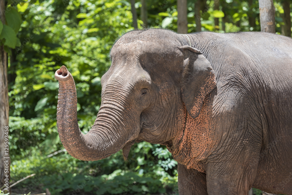 Fototapeta premium Elephant shows his snout