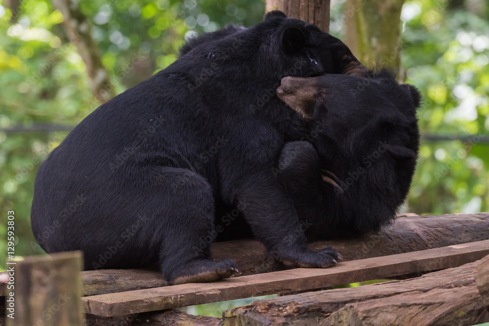 Obraz premium Two black bears fighting