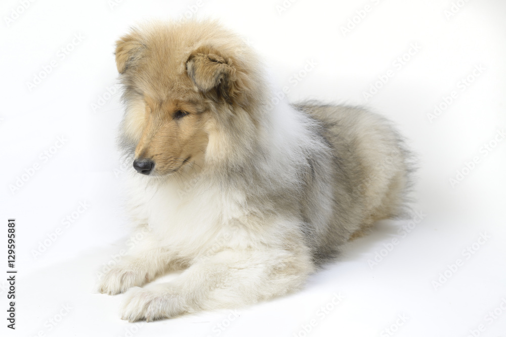 Chiot Colley Chiot Colley